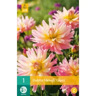Lukovica dalije Melody Gipsy 1 kom. JUB