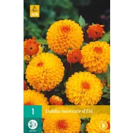 Lukovica dalije Souvenir d'Ete 1 kom JUB