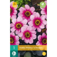 Lukovica dalije Wishes 'n' Dreams 1 kom JUB