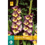 Lukovice gladiola Dynamite 7 kom JUB