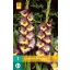 Lukovice gladiola Dynamite 7 kom JUB