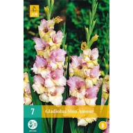 Lukovica gladiola Mon Amour 7 kom JUB