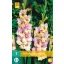 Lukovica gladiola Mon Amour 7 kom JUB