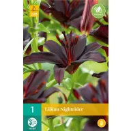 Lukovica ljiljana Nightrider 1 kom JUB