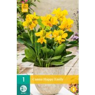 Cvjetna lukovica Canna (Sol) Happy Emily 1 kom JUB