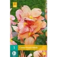 Lukovica Canna Peach Blush 1 kom JUB