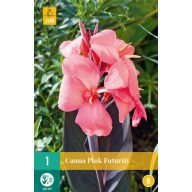 Cvjetna lukovica Canna Pink Futurity 1 kom JUB