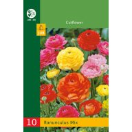 Cvjetna lukovica ranunkule (Ranunculus) Mix 10 kom JUB