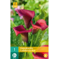 Lukovica kale (Zantedeschia) California crvena 1 kom JUB