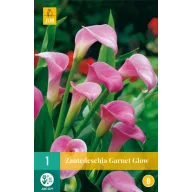 Lukovica kale (Zantedeschia) Garnet Glow 1 kom JUB