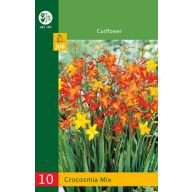Lukovice Crocosmia mix (safranika) 20 kom JUB