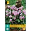 Lukovica ciklame (Cyclamen hederifolium) 2 kom JUB