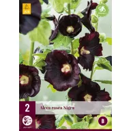 Trajnica Alcea rosea Nigra (stoklasta ruža) 2 kom JUB