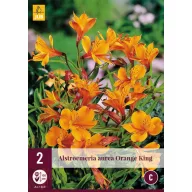 Trajnica Alstroemeria Orange King (Inkalilij) 2 kom JUB
