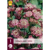   Trajnica Astrantia major 'Rubra' (dolinjska zvijezda) 1 kom JUB