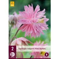 Trajnica Aquilegia Pink Barlow (vrtni zvončić) 2 kom JUB