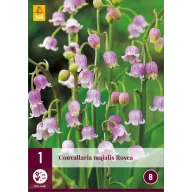 Trajnica Convallaria majalis Rosea (Đurđica) 1 kom JUB