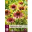 Višegodišnja Echinacea Green Twister (konusasti cvijet) 1 kom JUB