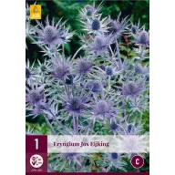 Trajnica Eryngium Jos Eijking (iringo) 1 kom JUB