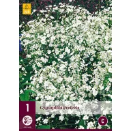 Trajnica Gypsophila Perfecta (cvijet vela) 1 kom JUB