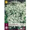 Trajnica Gypsophila Perfecta (cvijet vela) 1 kom JUB