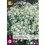 Trajnica Gypsophila Perfecta (cvijet vela) 1 kom JUB