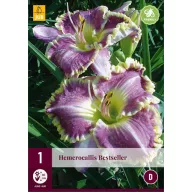 Trajnica Hemerocallis Bestseller (dnevna ljiljica) 1 kom JUB