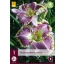 Trajnica Hemerocallis Bestseller (dnevna ljiljica) 1 kom JUB