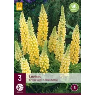   Višegodišnji Lupinus krem-žuta/creme yellow (lupin) 3 kom JUB