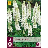 Višegodišnji Lupinus Wit/White (Csillagfürt) 3 kom JUB