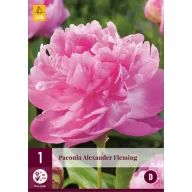   Trajnica Paeonia 'Alexander Fleming' (božur) 1 kom JUB