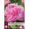 Trajnica Paeonia 'Alexander Fleming' (božur) 1 kom JUB