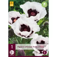   Trajnica Papaver orientale Perry's White (mak) 1 kom JUB