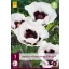 Trajnica Papaver orientale Perry's White (mak) 1 kom JUB