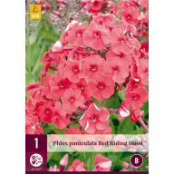 Trajnica Phlox Red Riding Hood (Lángvirág) 1 kom JUB