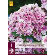   Višegodišnji Phlox paniculata Sherbet Blend (Lángvirág) 1 kom JUB