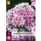 Višegodišnji Phlox paniculata Sherbet Blend (Lángvirág) 1 kom JUB