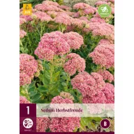 Višegodišnji Sedum Herbstfreude (kamenjak) 1 kom JUB