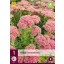 Višegodišnji Sedum Herbstfreude (kamenjak) 1 kom JUB