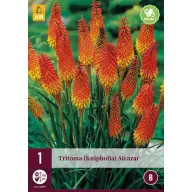   Višegodišnja Tritoma (Kniphofia) Alcazar (bakljasti ljiljan) 1 kom JUB
