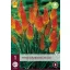 Višegodišnja Tritoma (Kniphofia) Alcazar (bakljasti ljiljan) 1 kom JUB
