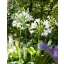 Trajnica Agapanthus africanus Albus 1 kom JUB