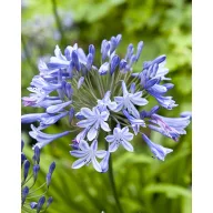 Trajnica Agapanthus Blue Giant 1 kom JUB
