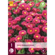 Trajnica Aster dumosus Jenny 1 kom JUB