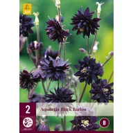 Višegodišnja Aquilegia Black Barlow 2 kom JUB