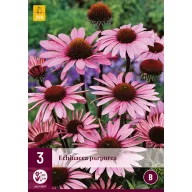 Trajnica Echinacea purpurea (Kasvirág) 3 kom JUB