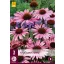 Trajnica Echinacea purpurea (Kasvirág) 3 kom JUB