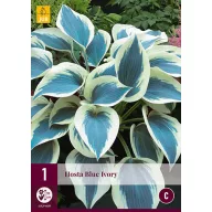 Višegodišnja Hosta Blue Ivory 1 kom JUB