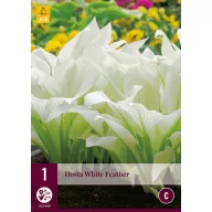 Višegodišnja Hosta White Feather 1 kom JUB