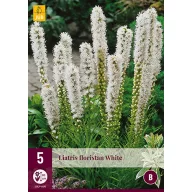 Trajnica Liatris floristan White 5 kom JUB